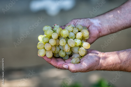 Man holding a bunch of grape in the hands