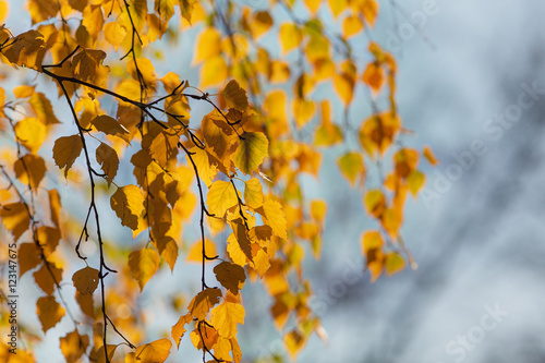autumn leaves of birch