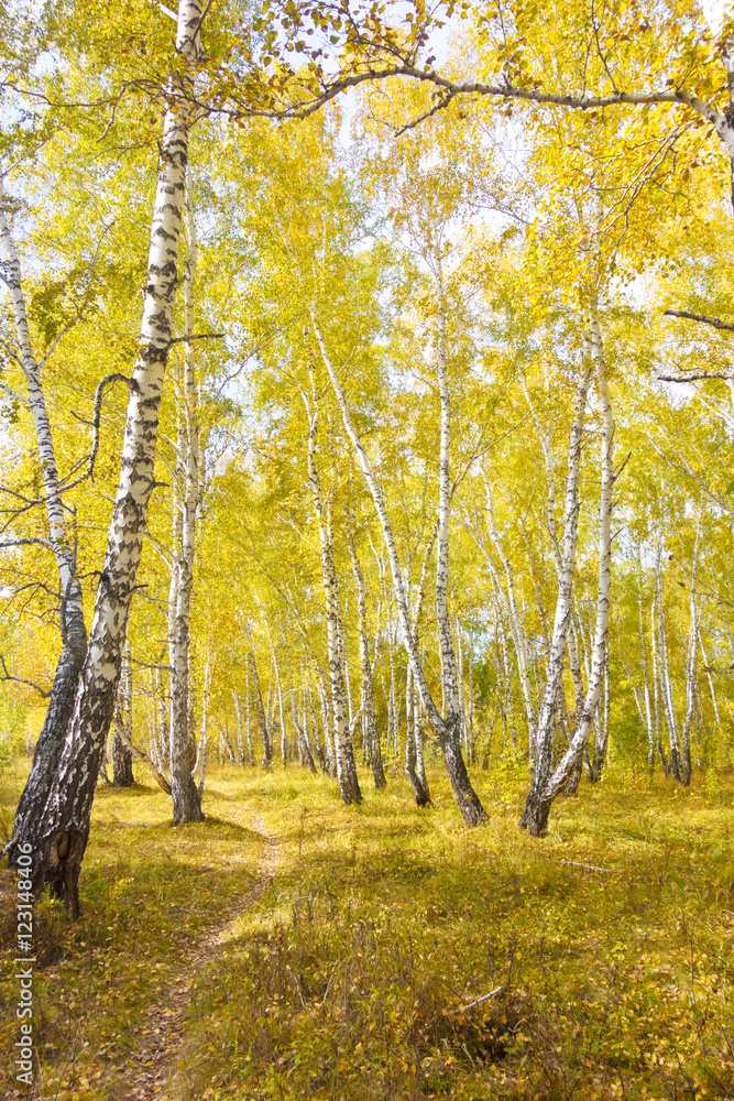 Fototapeta premium autumn forest