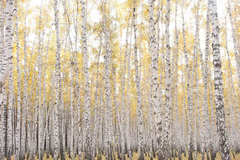 Fototapeta premium autumn birch forest