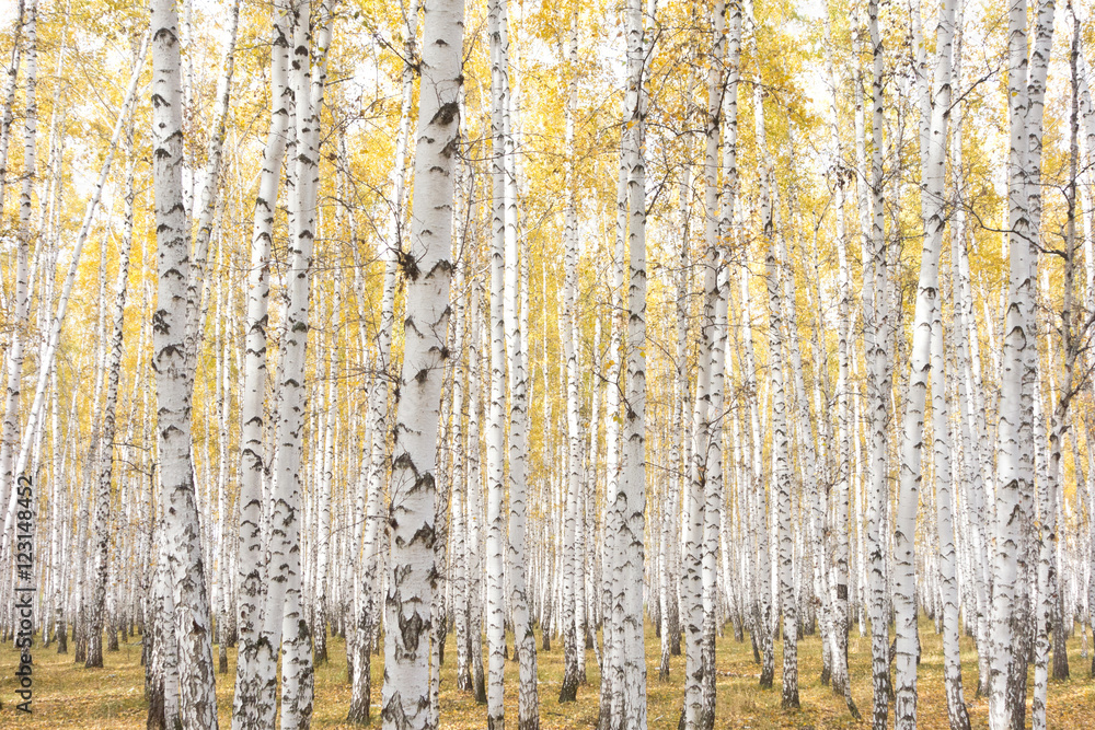 Fototapeta premium autumn birch forest