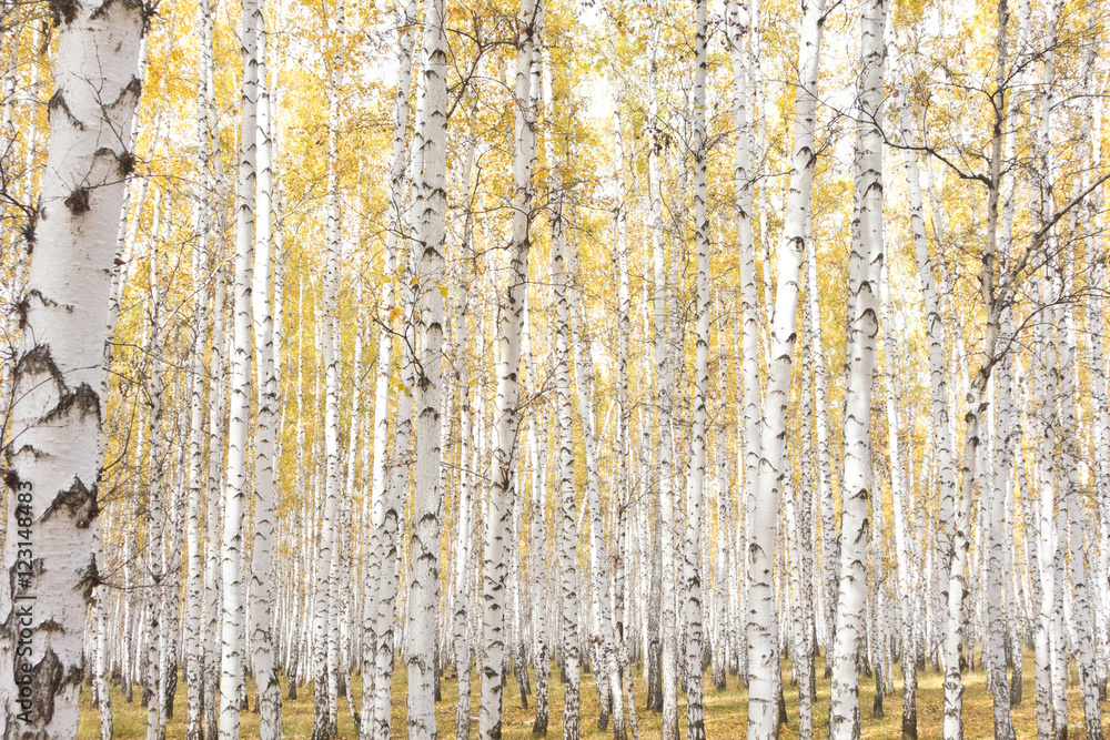 Obraz premium autumn birch forest