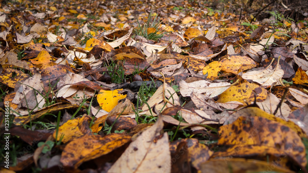 Herbst-Laub am Boden