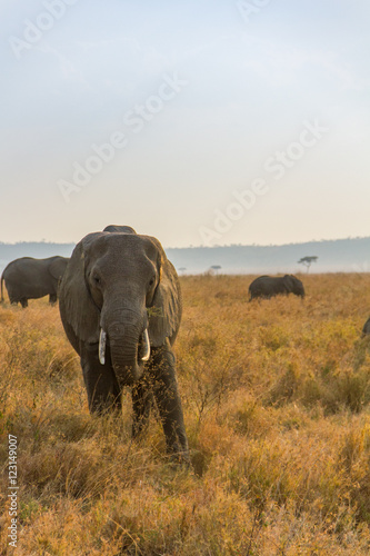 Éléphants dans la savane africaine, Tanzanie