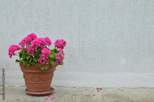 Fototapeta Naklejka Na Ścianę i Meble -  Pot of pink geranium in blossom in front of white wall
