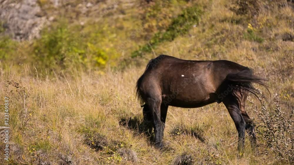 Horse grazing after a long transition with a large load in the Caucasus mountains Horse grazing after a long transition with a large load in the Caucasus mountains