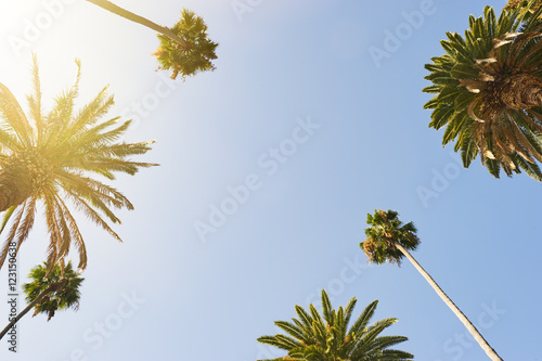 Palm Trees looking up to the sky © Justin