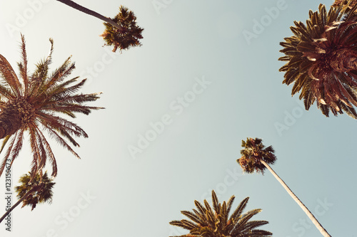 Palm Trees looking up to the sky vintage