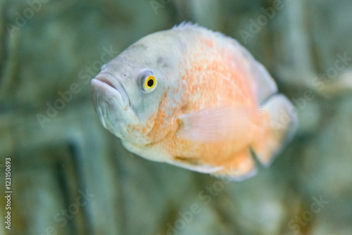Closeup of a tropical fish underwater in aquarium