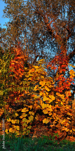 golden and red grape leaves in autumn