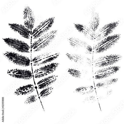the leaves of mountain ash imprint global color