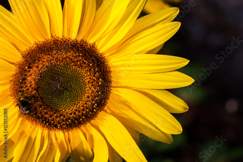 Sunflower and bumblebee