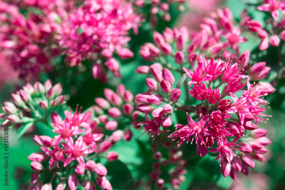 beautiful pink little flowers and green leaf background beautiful pink little flowers and green leaf background