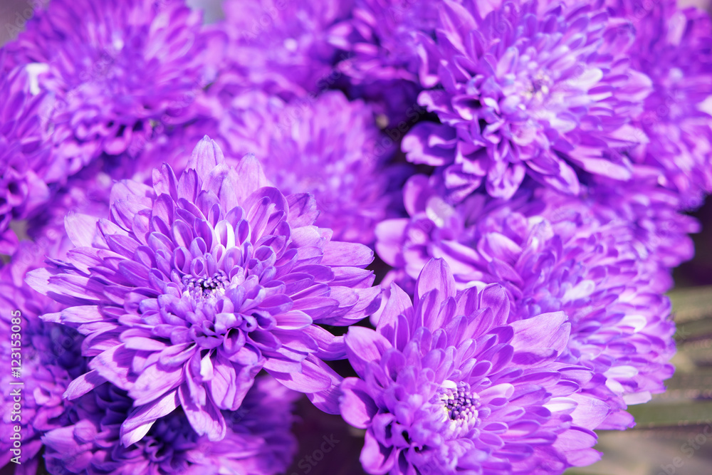bright purple chrysanthemum bouquet background