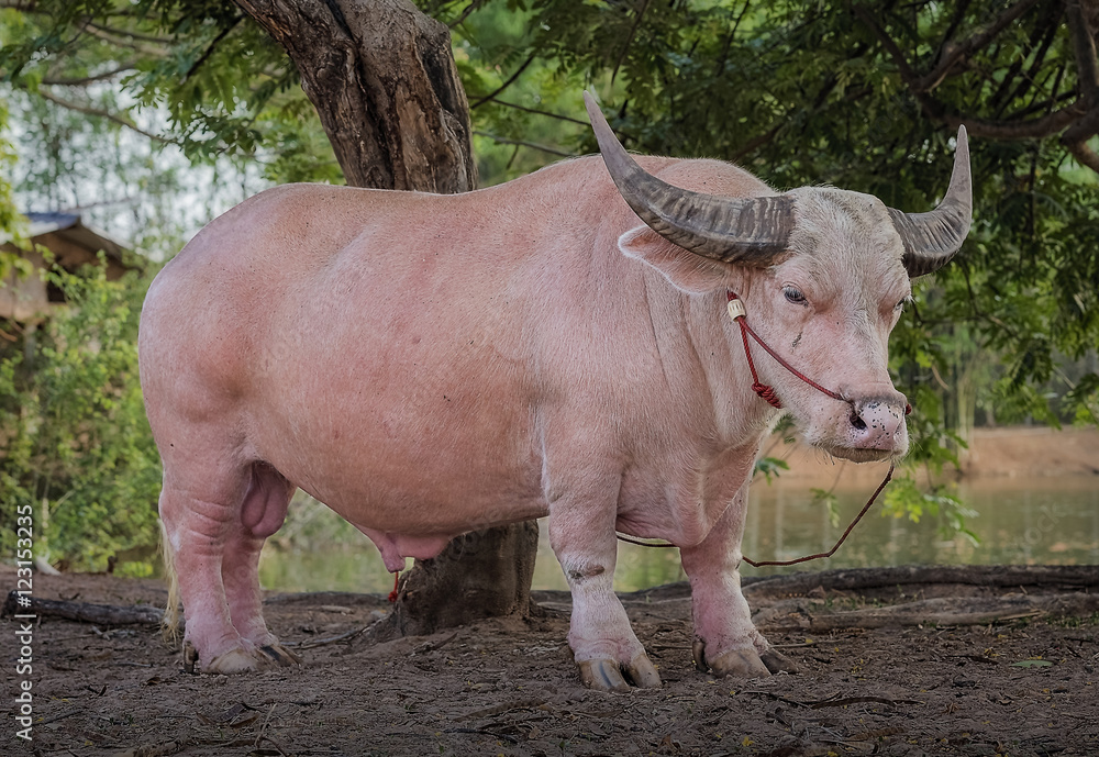 Fototapeta premium Albino buffalo (Thailand Pink buffalo)