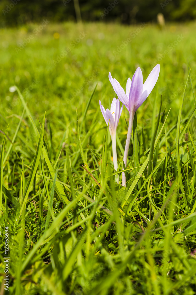 Herald autumn - Colchicum autumnale. Herald autumn - Colchicum autumnale.