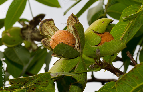 Ripe nuts of a Walnut tree