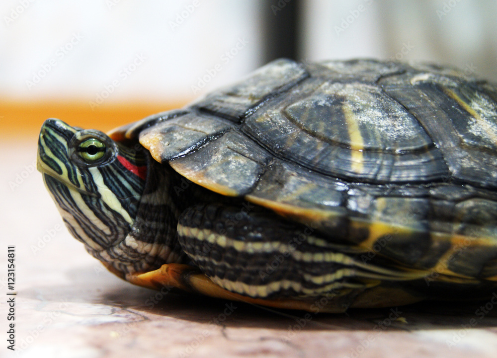 Turtle Turtle