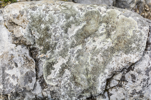 Tableau sur toile Lecanora muralis - Crustose lichen.