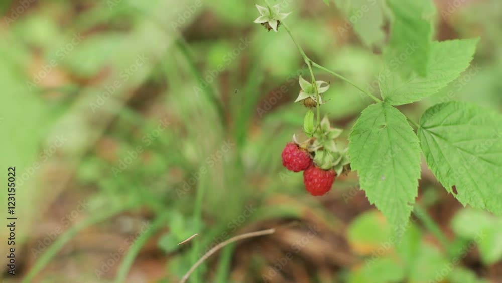 Raspberry in the forest. Autumn, close up Raspberry in the forest. Autumn, close up