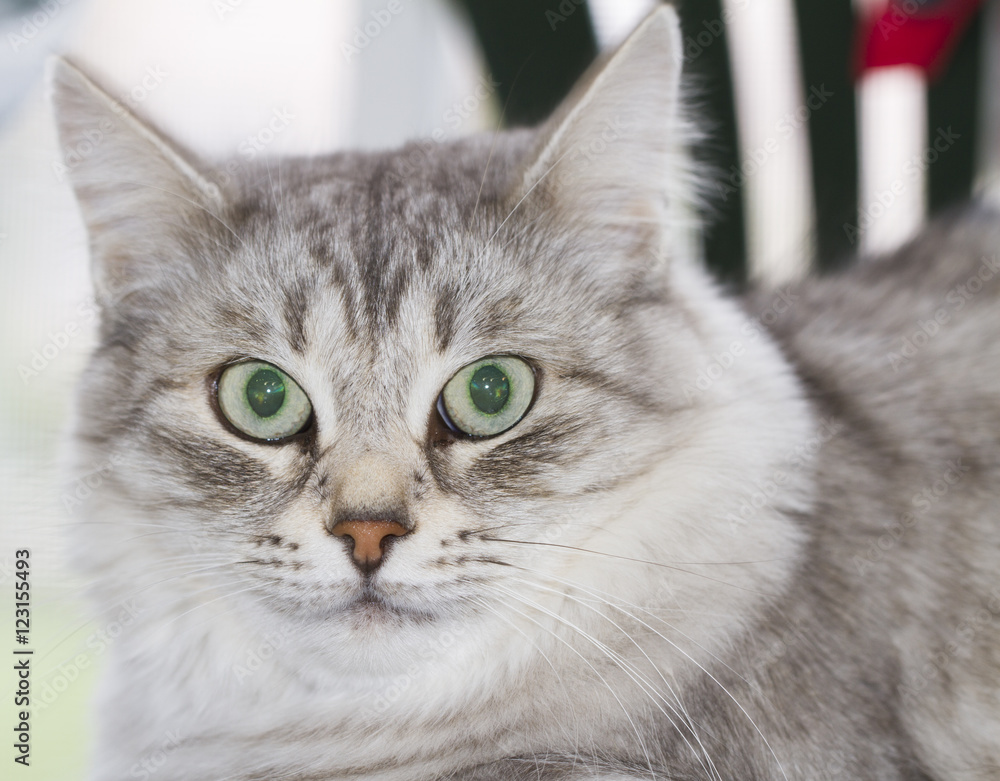 silver kitten of siberian breed, outdoor silver kitten of siberian breed, outdoor
