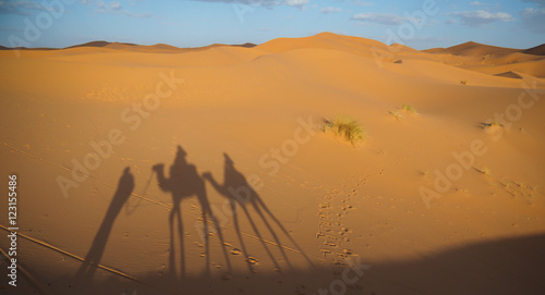 caravan of camels with shadows in the Sahara desert  Morocco