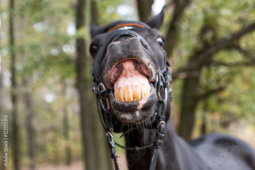 Fototapeta Naklejka Na Ścianę i Meble -  funny smiling black horse