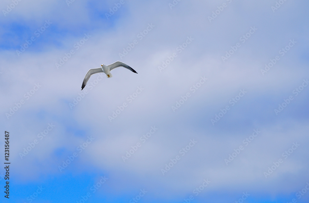 sea gull flying high sea gull flying high