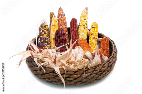 Multi-colored ears of dried corn in a wattled basket on white