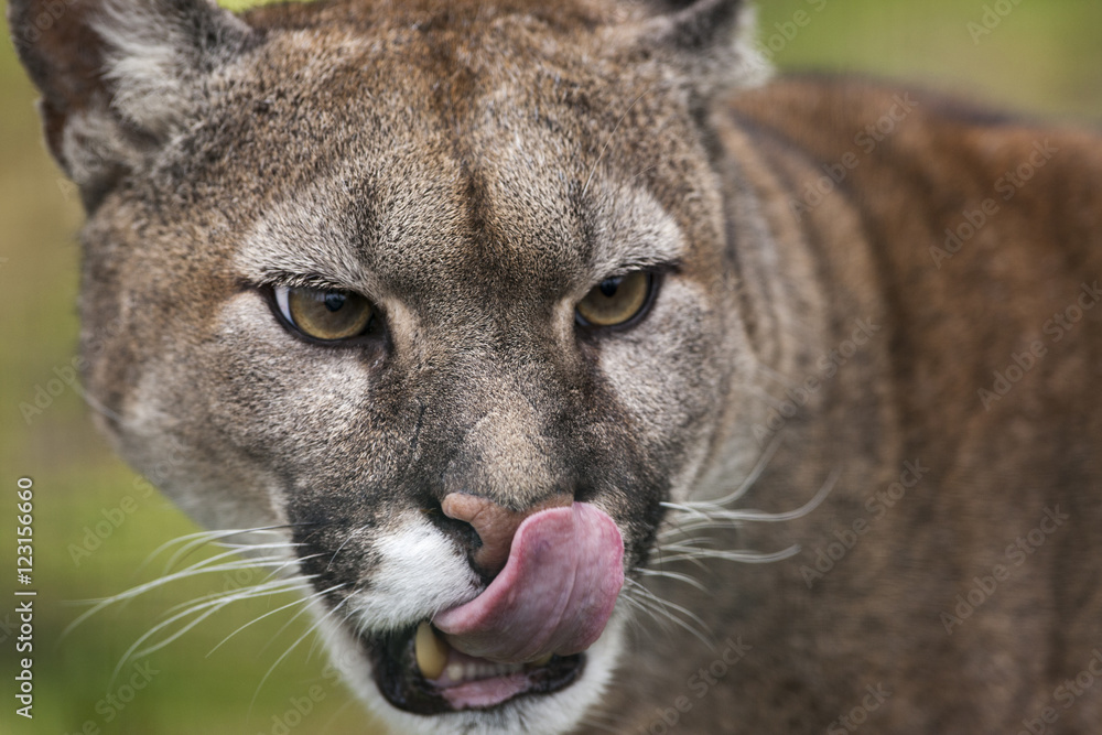 Obraz premium Cougar oblizuje nos.