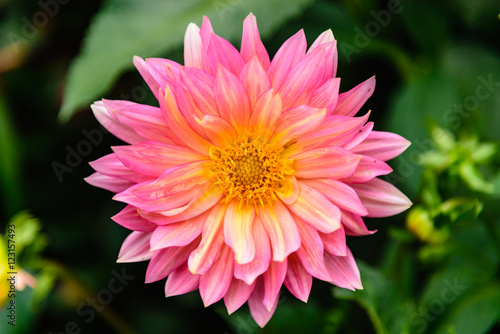 A pink dahlia bloom in a garden in Gorky Park, Moscow