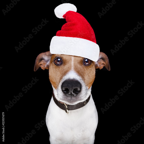 christmas santa claus dog isolated on black © Javier brosch