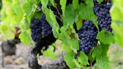 Close up of red grape of vine in vineyard before harvest