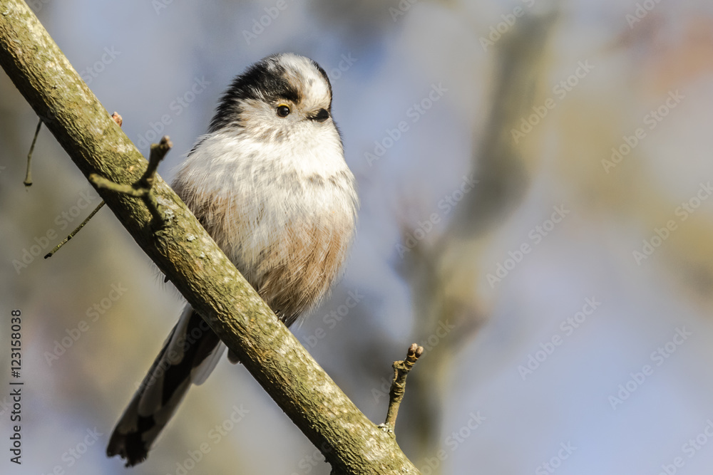 Obraz premium Schwanzmeise (Aegithalos caudatus)