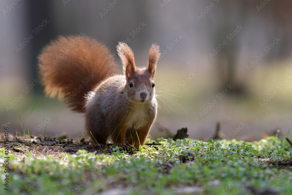 Running squirrel Running squirrel