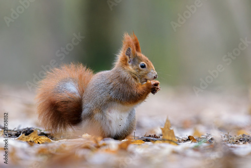 Squirrel nutty picnic