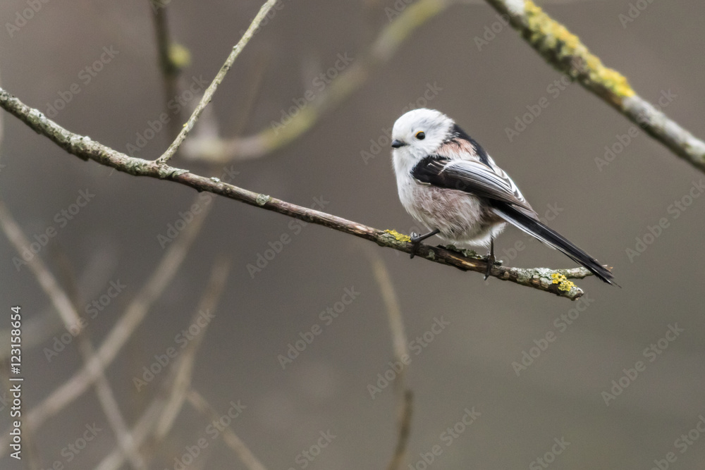 Fototapeta premium Schwanzmeise (Aegithalos caudatus)