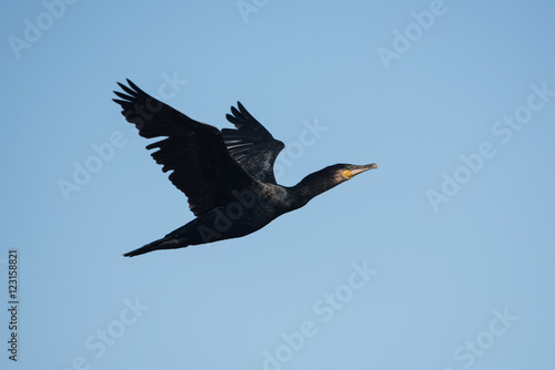 Cormorant, Phalacrocorax carbo © Maciej Olszewski