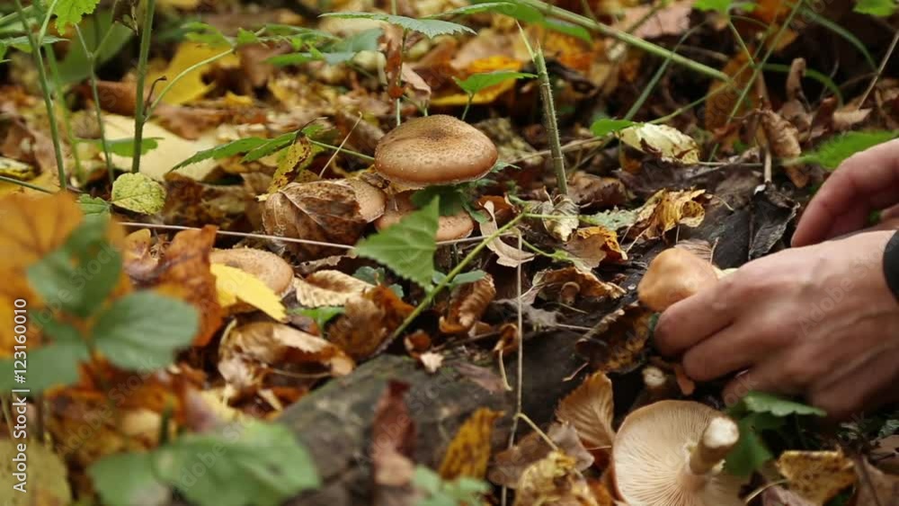 A man picking mushrooms armillaria in the forest in autumn, fallen yellow leaves lie on the ground
A man picking mushrooms armillaria in the forest in autumn, fallen yellow leaves lie on the ground