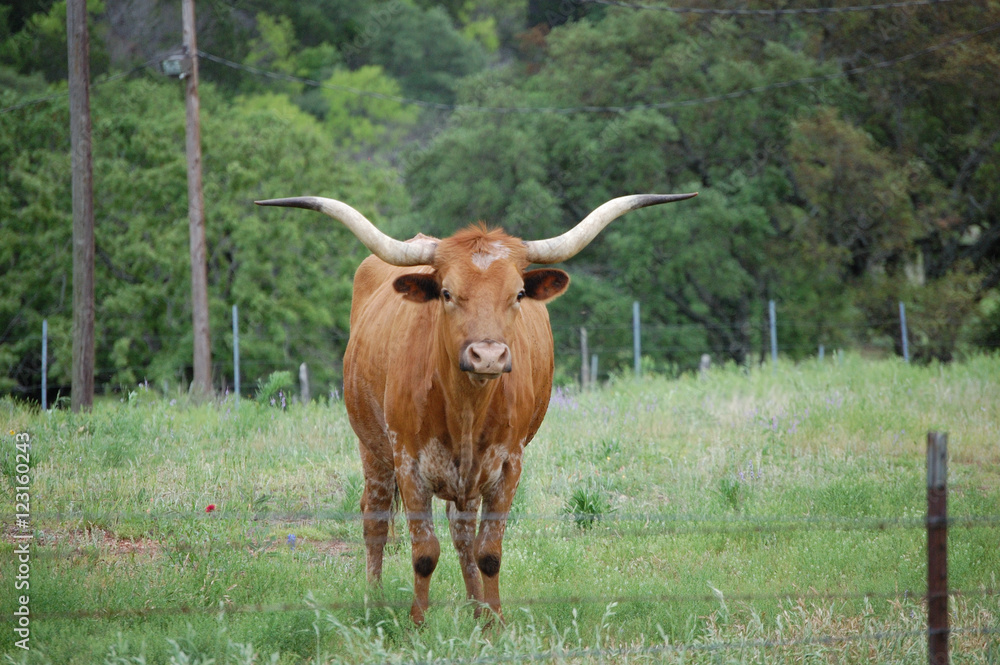 Head on view of Young Texas Longhorn looking at photographer Head on view of Young Texas Longhorn looking at photographer