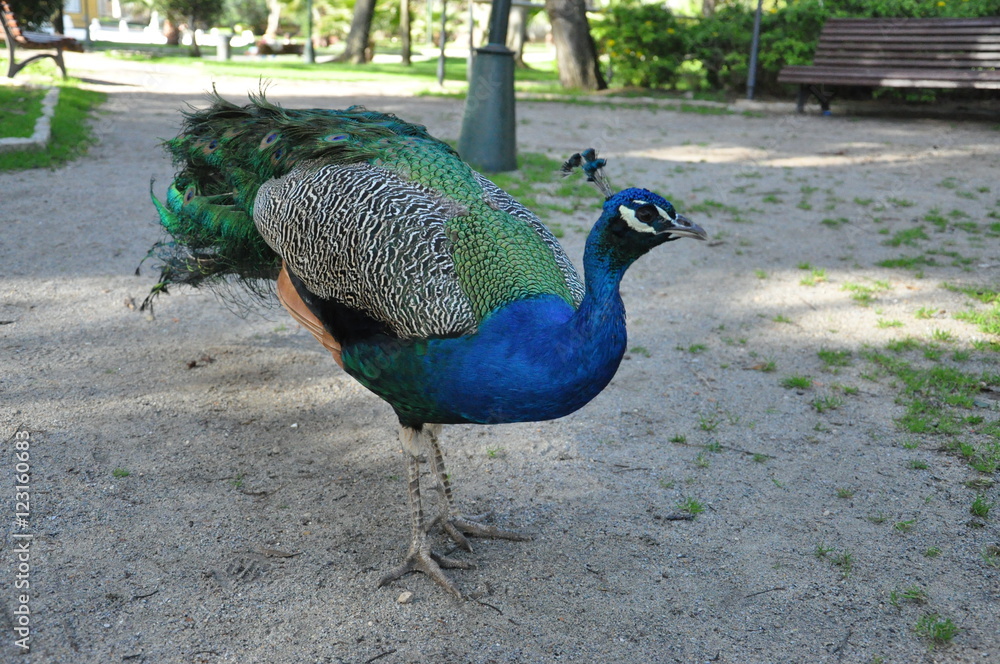 Fototapeta premium A single male park peacock