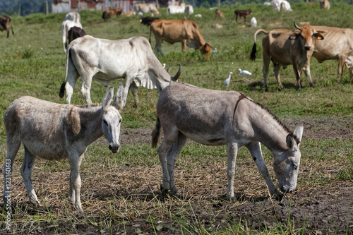 Wallpaper Mural Anes gris, âne de Provence et son ânon dans leur prairie en Guyane française Torontodigital.ca