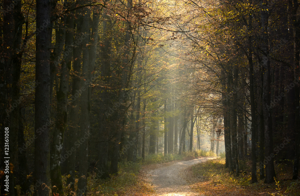 Fototapeta premium Road in Autumn forest