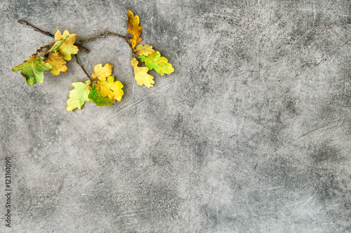Yellow oak leaves stone texture Autumn minimal background