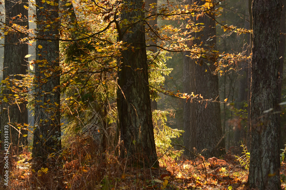 Obraz premium Autumn forest