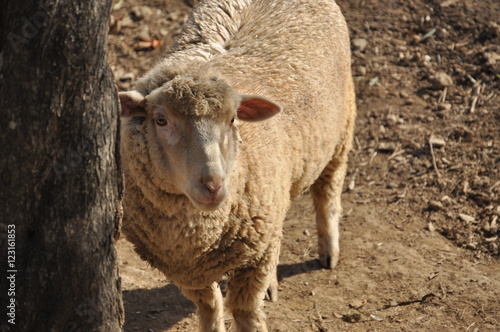 A single farm sheep