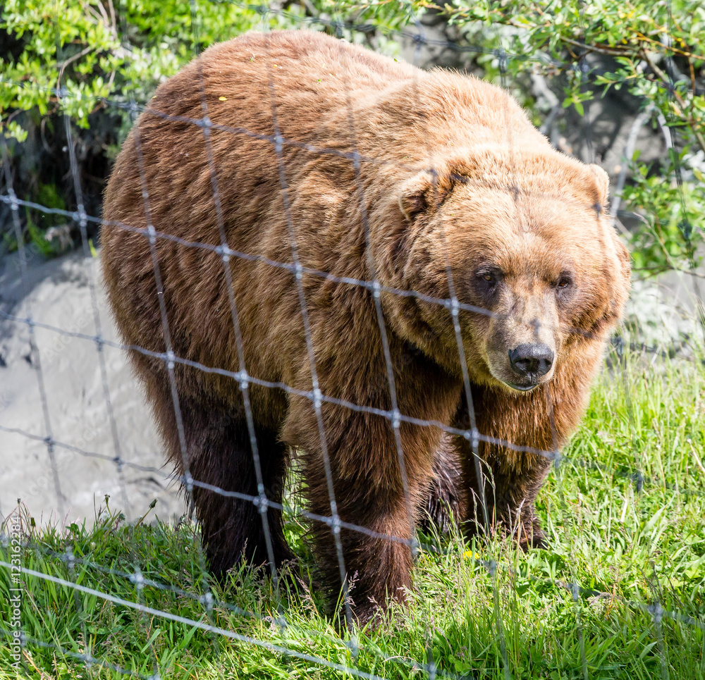 Alaskan Brown Bear Behind Fence