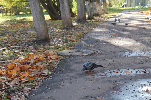 Birds walking in the yard