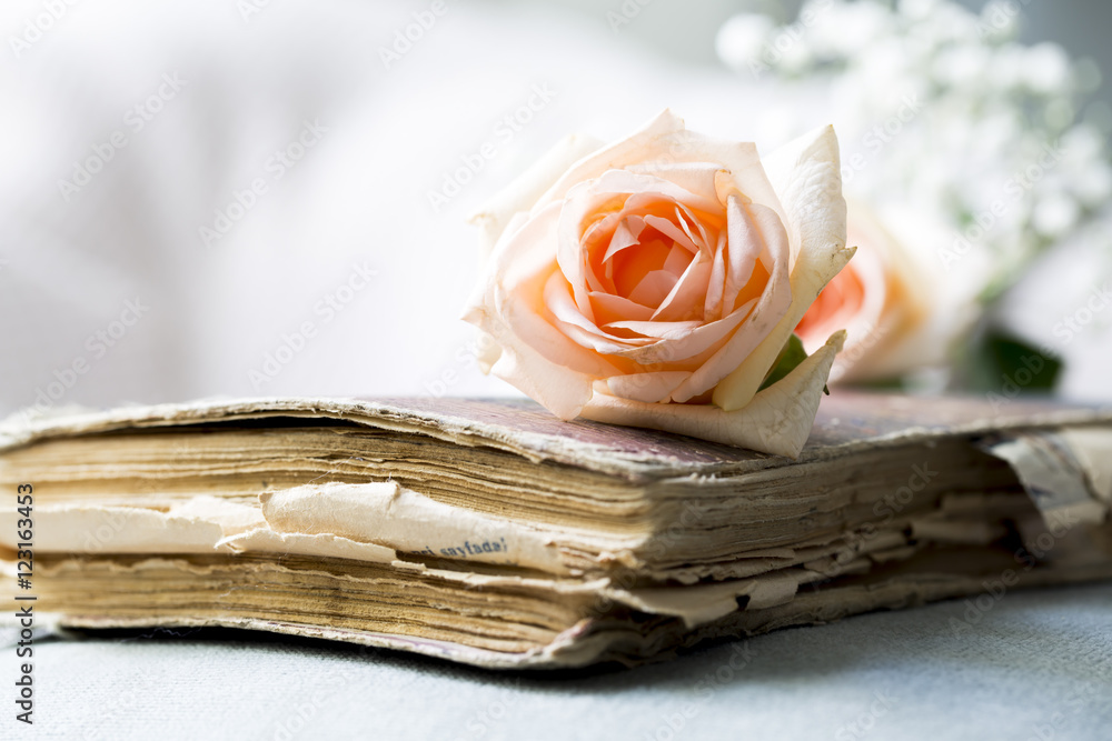 Fototapeta premium Pink Rose