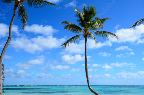 Fototapeta Naklejka Na Ścianę i Meble -  Caribbean palms against a sky with cloud and crystal sea water